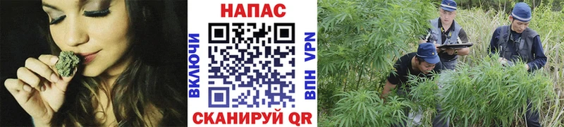 Шишки марихуана индика  mega как зайти  Чадан 